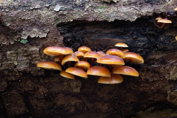 Funghi selvatici Enoki su un albero morto — Foto Stock