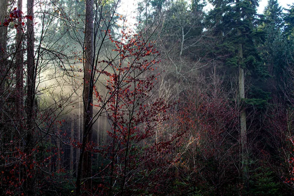 Primeiros raios de sol na floresta — Fotografia de Stock