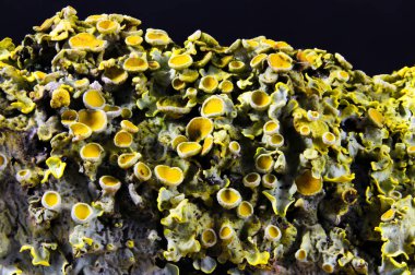 Doğal desen arkaplanı ya da duvar kağıdı için farklı renkte liken uç makrosu