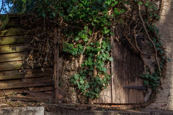 Старые старинные деревянные ставни, обветшалые, рядом со старым деревянным забором, переросшим Айви — стоковое фото