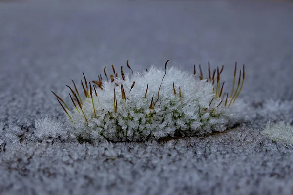 Fechar macro de Moss coberto cristais de gelo de geada com foco seletivo — Fotografia de Stock