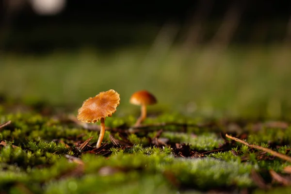 Kleiner gelber Pilz, der auf Moos wächst, Hygrocybe ceracea — Stockfoto