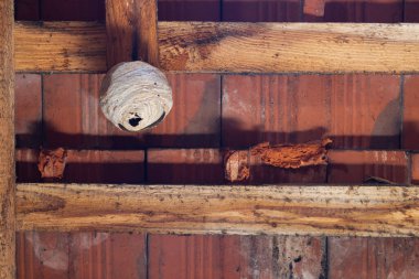 Tavan arasındaki ahşap kirişe arı kovanı