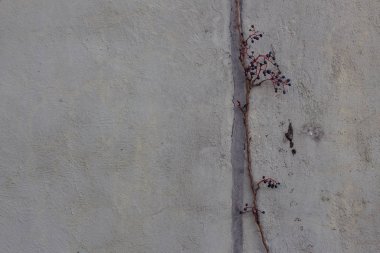 Beton bir duvarın önündeki üzüm sarmaşığının meyveleri, ayrıca Partenocissus triküpidata, woodbine veya Boston sarmaşığı olarak da bilinir.