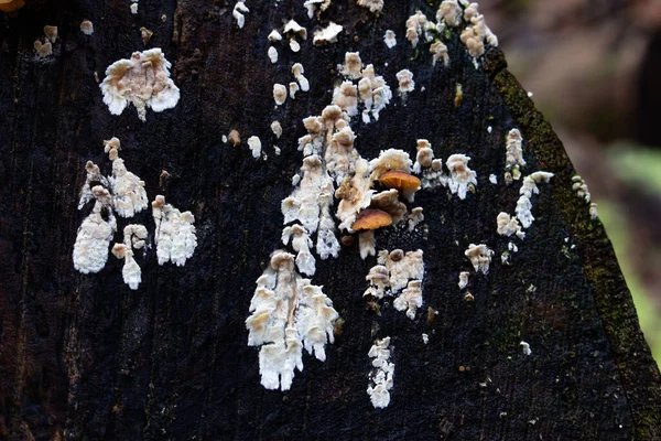 Pequenos cogumelos Enoki selvagens em uma árvore morta — Fotografia de Stock