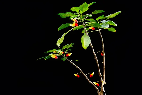 Impatiens niamniamensis, also called parrot plant, or congo cockatoo with its unusual red and yellow flowers isolated on black background