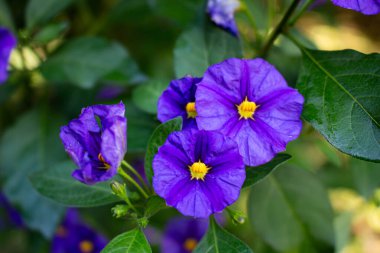 Solanum laciniatum ya da Kaengurustrauch olarak da adlandırılan bir Kanguru Elması ya da Poroporo çiçeği seçilmiş odak noktası ve bokeh