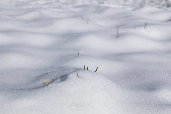 春の融解雪の中で成長する新鮮な草の芽 — ストック写真
