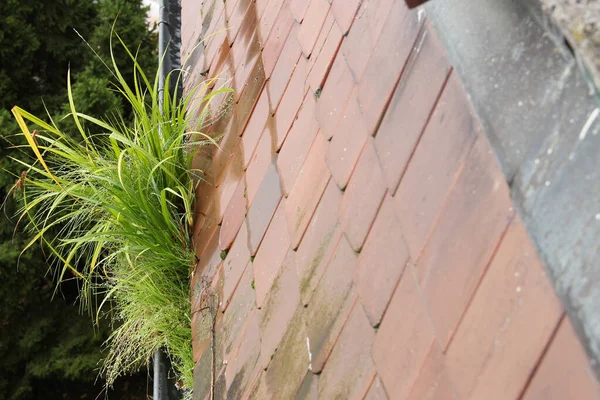 Green grass growing out of a rain gutter with red roof tiles, slanted view from the top and selected focus