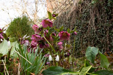 Helleborus orientalis 'in koyu pembe çiçekleri, ayrıca lenten gül veya orientalische nieswurz olarak da adlandırılır, ve bir grup kar damlası, galanthus nivalis ön planda