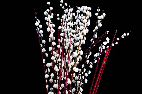 黒い背景に隔離されたプッシュ柳 Salix Cinerea — ストック写真