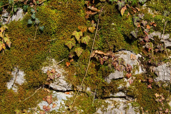 Musgo Verde Hera Cobrindo Uma Parede Pedra Natural Para Fundo — Fotografia de Stock