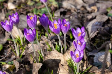 İlkbaharda yaşlı ve kuru sonbahar yaprakları arasında büyüyen mor safran tarlasına yakın.