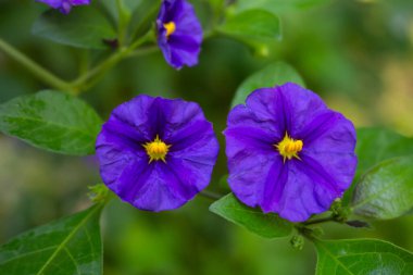 Solanum laciniatum ya da Kaengurustrauch olarak da adlandırılan bir Kanguru Elması ya da Poroporo çiçeği seçilmiş odak noktası ve bokeh
