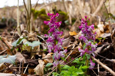 Kuru yapraklar ve dallar arasında büyüyen Mor Corydalis intermedya