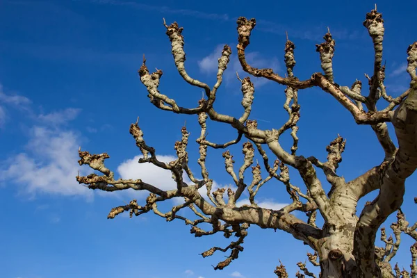 Ветви Platanus Hispanica Лондонской Плоскости Голубым Небом Облаками Заднем Плане — стоковое фото