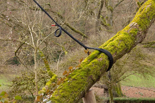 Big Branch Recouvert Mousse Doit Être Fixé Avec Des Cordes — Photo