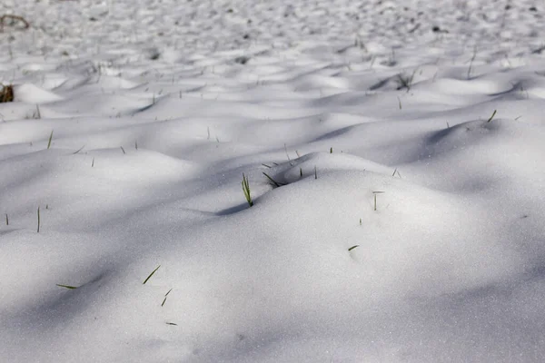 Triebe Von Frischem Gras Wachsen Frühling Durch Den Schmelzenden Schnee — Stockfoto