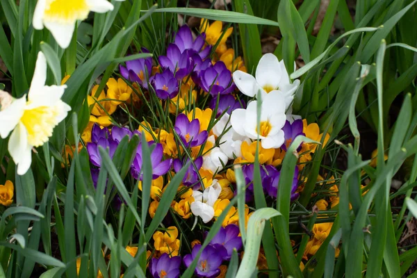 Fehér Sárga Lila Krokusz Vagy Sáfrány Csoport Nárcisz Crocus Flavus — Stock Fotó