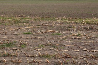 Ön planda mısır tarlası hasat edildi ve sonbaharda arka planda buğday tarlası sürüldü