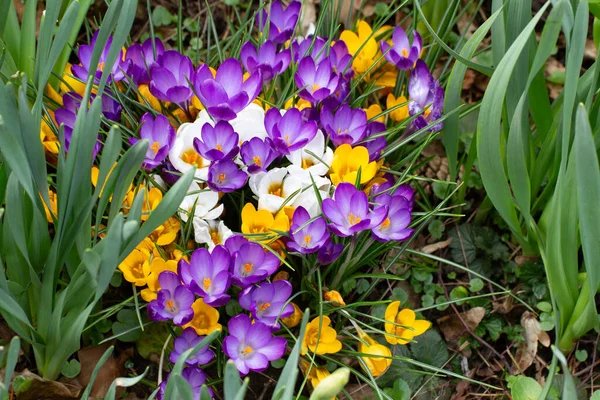 Group White Yellow Purple Crocus Saffron Growing Daffodil Crocus Flavus — Stock Photo, Image