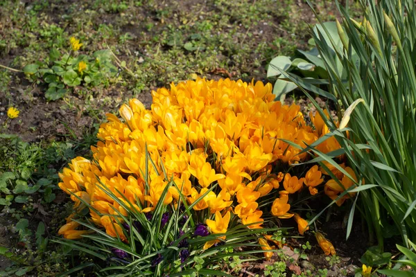 Sárga Krokusz Vagy Sáfrány Csoport Crocus Flavus — Stock Fotó