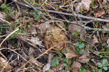 Çiftleşen kurbağalar kuru yapraklar, çimenler ve dallar, Bufonidae ve bufonem emitleri arasında kamufle olmuşlardır.