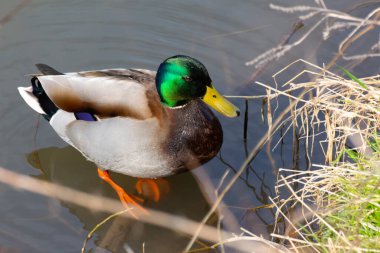 Suda duran yaban ördeğinin en üst görüntüsü, anas ornitorenkleri