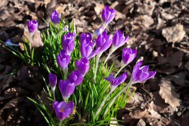 İlkbaharda yaşlı ve kuru sonbahar yaprakları arasında büyüyen mor safran tarlasına yakın.