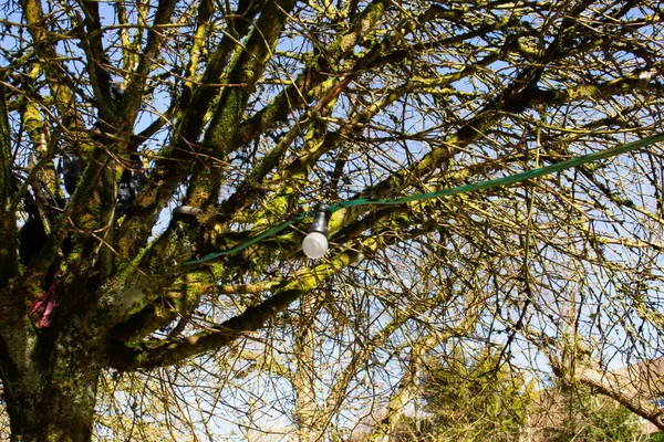 Câble Pour Les Vieilles Ampoules Enroulées Autour Arbre — Photo