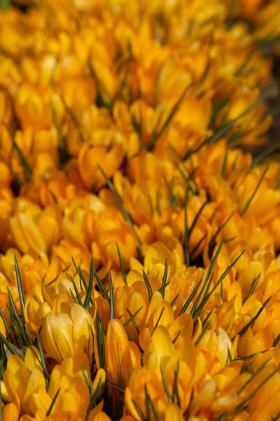 Gruppe Gelber Krokusse Schwerpunkt Vordergrund Gelbes Blumenmuster Als Hintergrund Crocus — Stockfoto