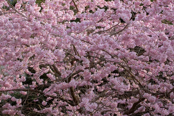 Díszcseresznyefa Virágai Virágos Háttér Prunus Serrulata — Stock Fotó