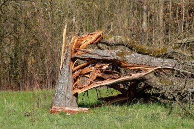 Fırtına sırasında düşen parçalanmış ağaç gövdesi.