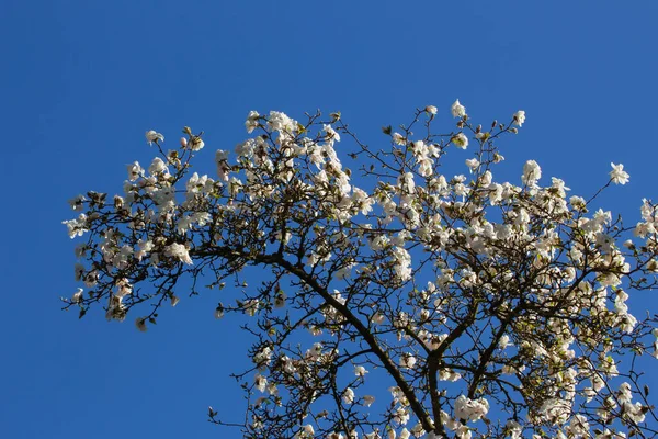 澄んだ青い空の前のマグノリアの木の白い花の低角度ビュー マグノリアの壮大な植物 — ストック写真