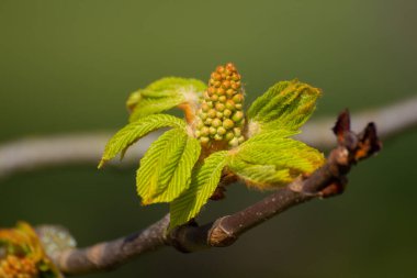 Kestane ağacının çiçek tomurcuklarını kapat, Aesculus hipocastanum