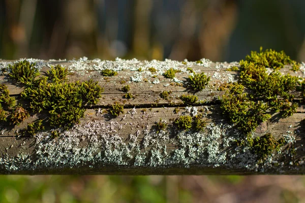 Закрыть Старые Деревянные Перила Покрытые Зеленым Мхом Белым Желтым Лишайником — стоковое фото
