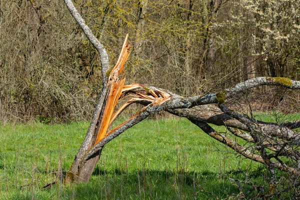 Roztříštěný Kmen Stromu Který Spadl Během Bouře — Stock fotografie