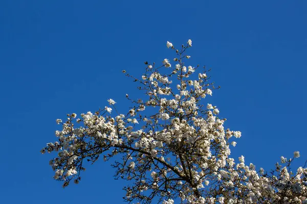 Vue Angle Bas Des Fleurs Blanches Magnolia Tree Devant Ciel — Photo