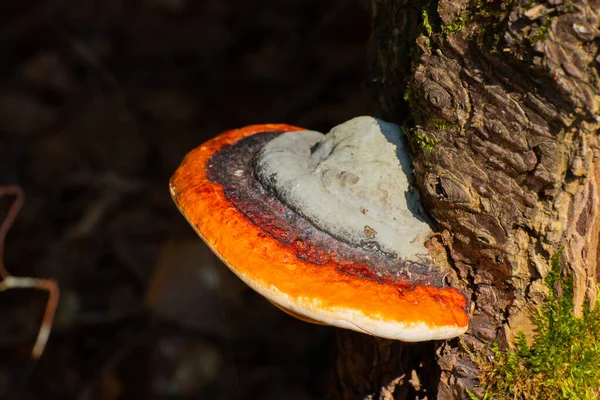 Red belt conk or red belted bracket fungus, growing on a dead tree, Fomitopsis pinicola