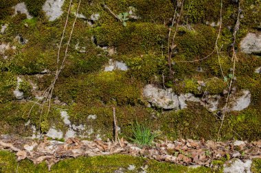 Yeşil yosun ve sarmaşık arka plan veya duvar kâğıdı için doğal bir taş duvarı örtüyor