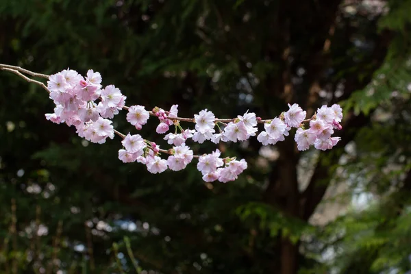 暗い背景とボケを持つ観賞用の桜の花のクローズアップ Prunus Serrulata — ストック写真