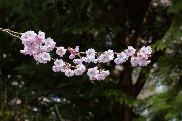 Close Flowers Ornamental Cherry Tree Dark Background Bokeh Prunus Serrulata — Stock Photo, Image