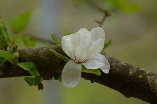 Detailní Záběr Bílého Květu Stromu Magnolia Který Roste Husté Větve — Stock fotografie