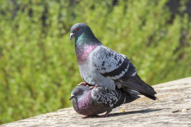 Çiftleşen sokak güvercinleri, Columba Livia domestica veya stadttaube