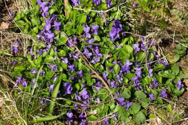 Kuru dallar, yapraklar ve yeşil çimenler arasında vahşi yetişen menekşeler, Viola reichenbachiana ya da Watchen