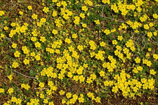 Gele Bloemen Van Kruipende Cinquefoil Als Bloemen Achtergrond Potentilla Reptans — Stockfoto