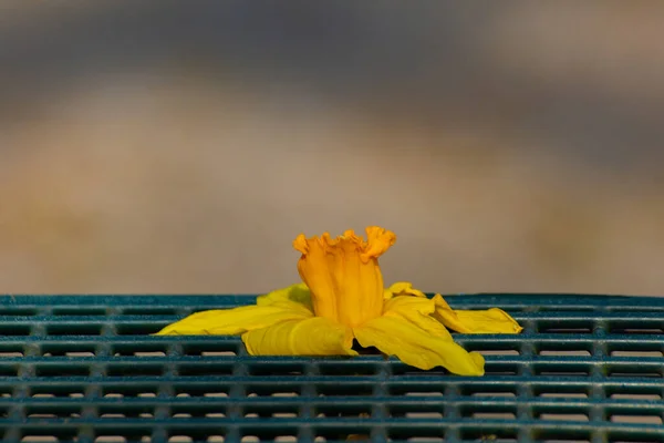 Verwelkte Gelbe Blume Einer Narzisse Auf Einem Grünen Metallgitter — Stockfoto