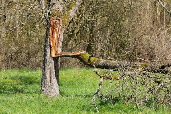 Větev Utrhla Kmen Stromu Během Bouře — Stock fotografie