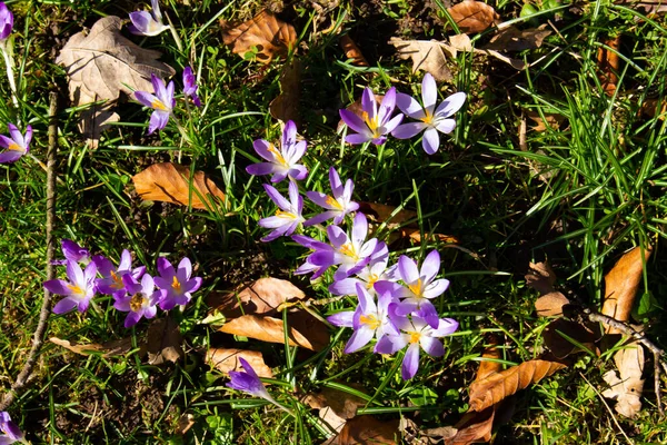 Close up of violet saffron crocus growing between old and dry autumn leaves in spring