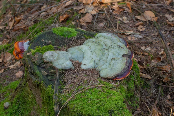 Red belt conk or red belted bracket fungus, growing on a dead tree, Fomitopsis pinicola